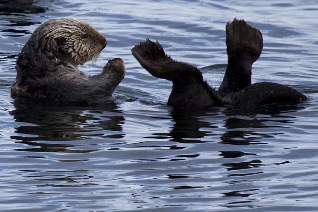 061 Sitka, Zeeotters.jpg